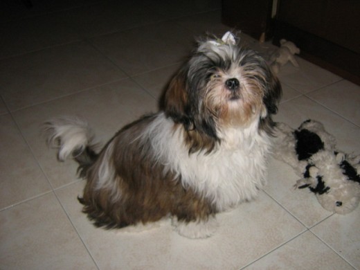 Es una perrita muy simpática y muy cariñosa, pero un poquito rebelde y guarrindonga.